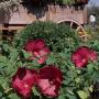 Seminte profesionale Hibiscus moscheotus - Hibiscus - imagine 49378